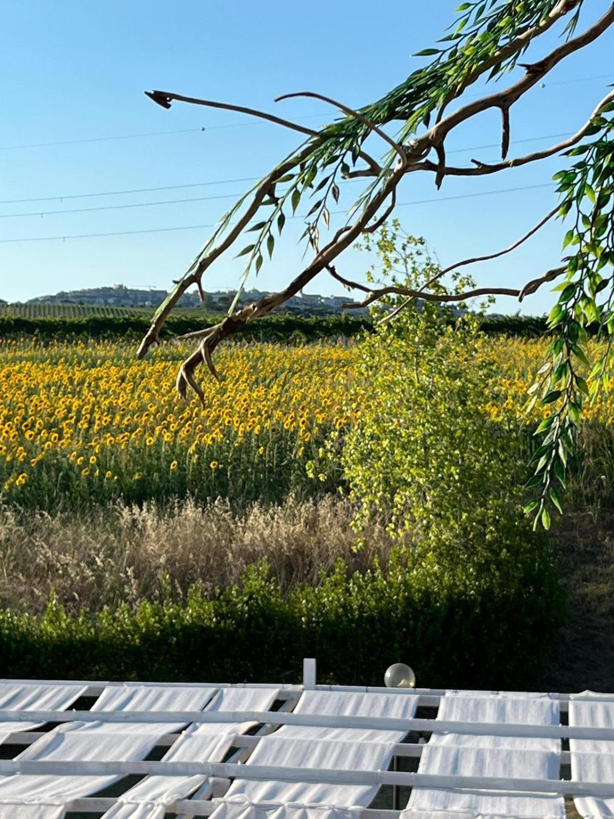 Il Podere Degli Asinelli Citta Sant'Angelo Dış mekan fotoğraf